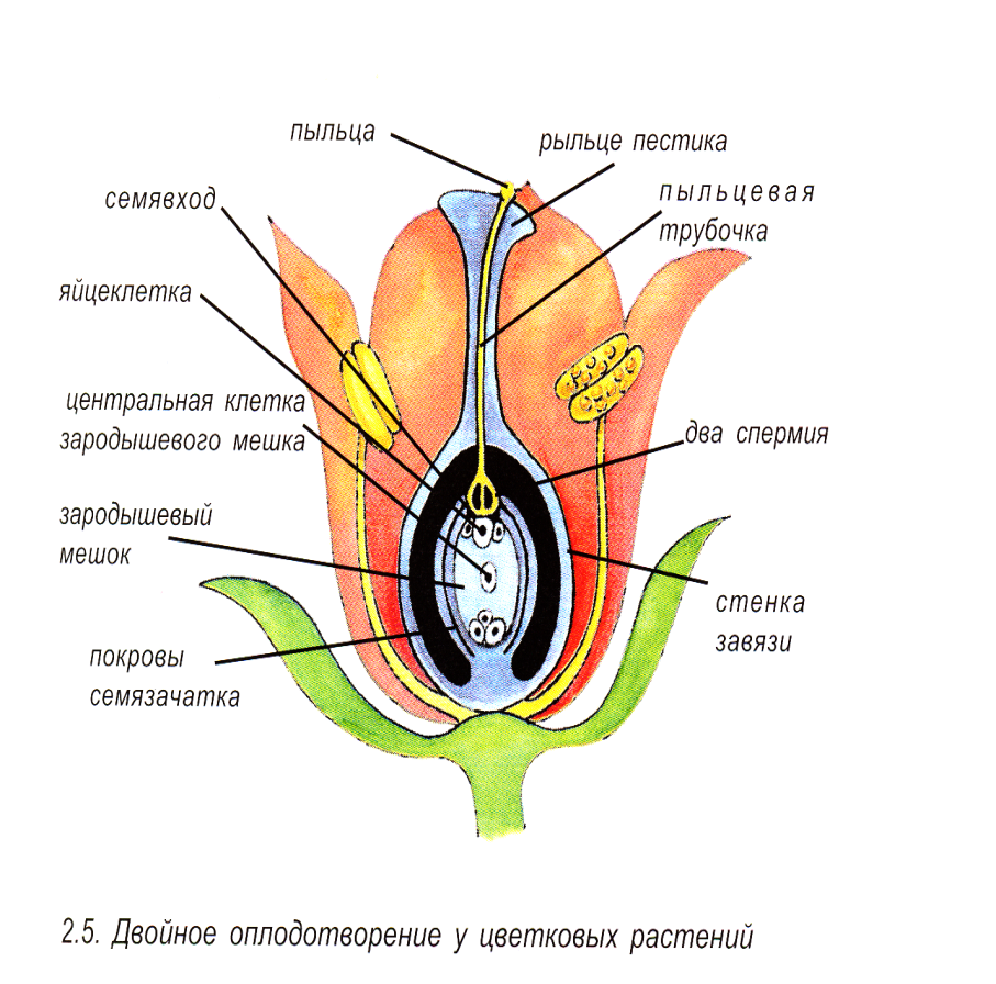 20. Половое размножение растений